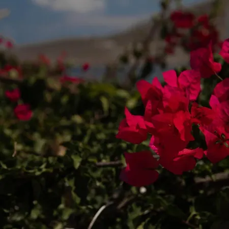Apartment Ornella's & Laura's Secret Place Livadia (Tilos)