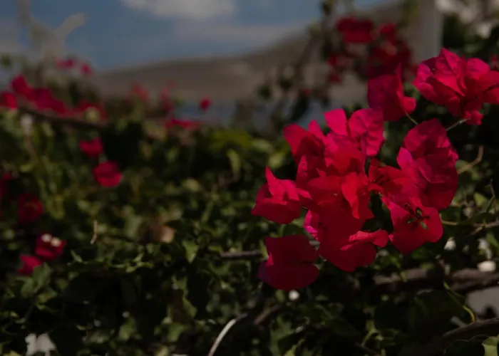 Daire Ornella's & Laura's Secret Place Livadia (Tilos)